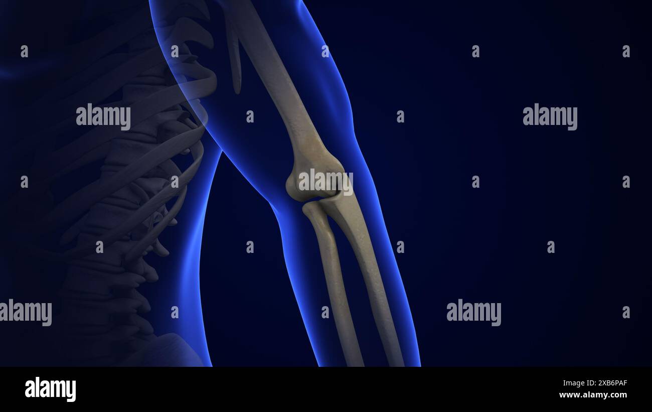 Anatomie traitement de l'articulation du coude humain Banque D'Images