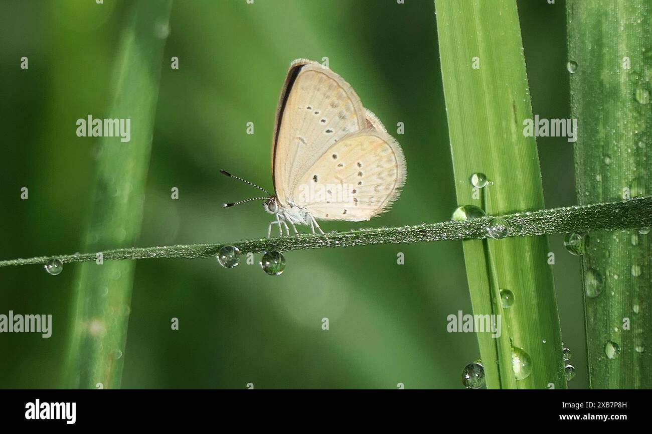 Un papillon perche sur une brindille sur une tige herbeuse Banque D'Images
