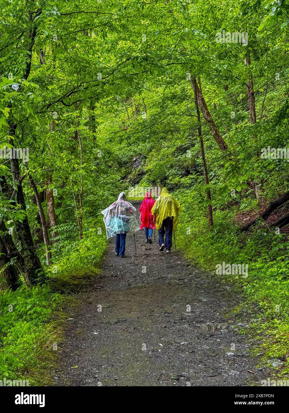 Certains individus en vestes colorées se promènent dans un chemin forestier Banque D'Images