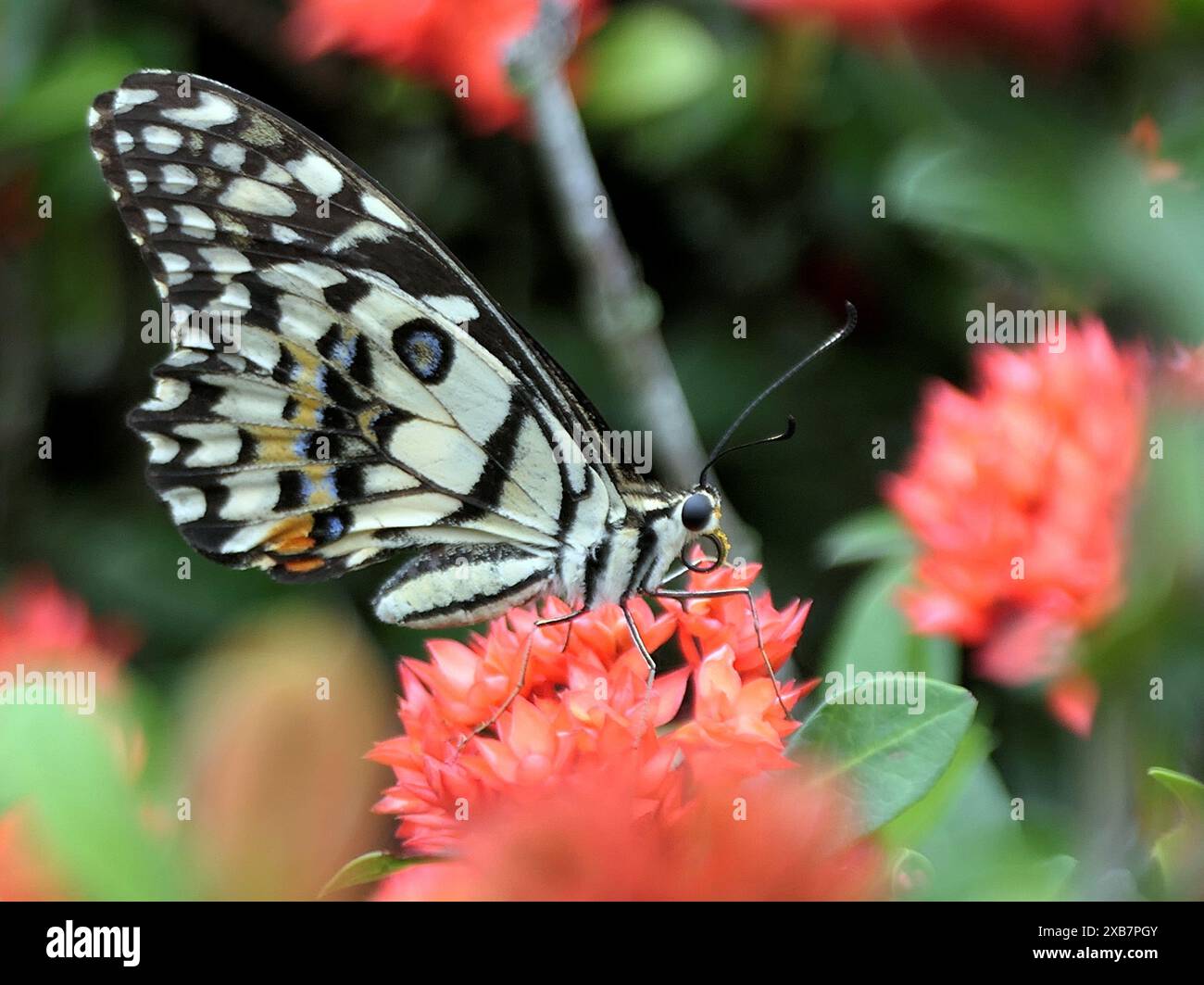 Gros plan d'un papillon sur des fleurs rouges Banque D'Images