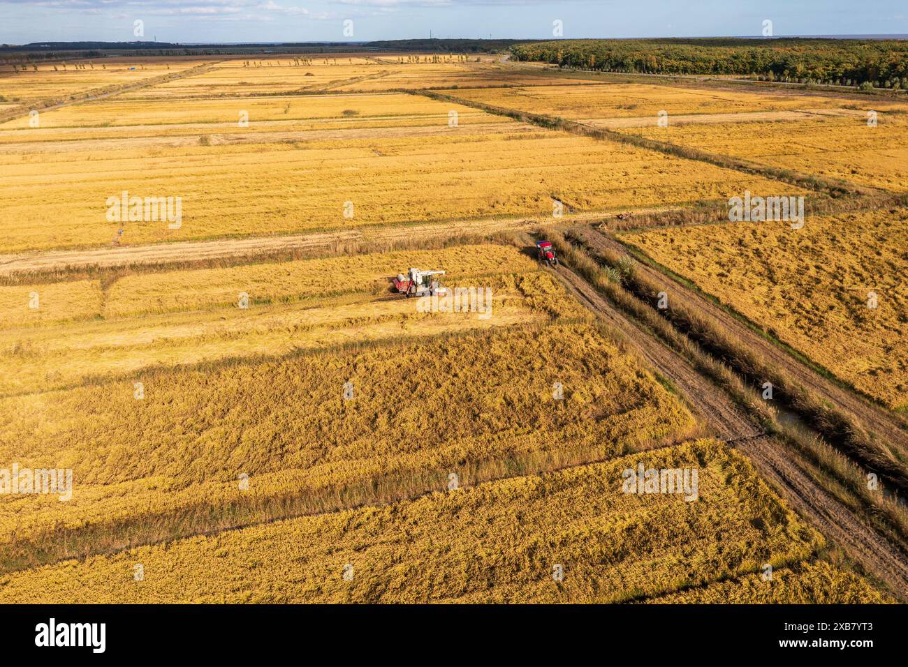 Une vue aérienne d'un champ doré avec un tracteur et une récolteuse Banque D'Images