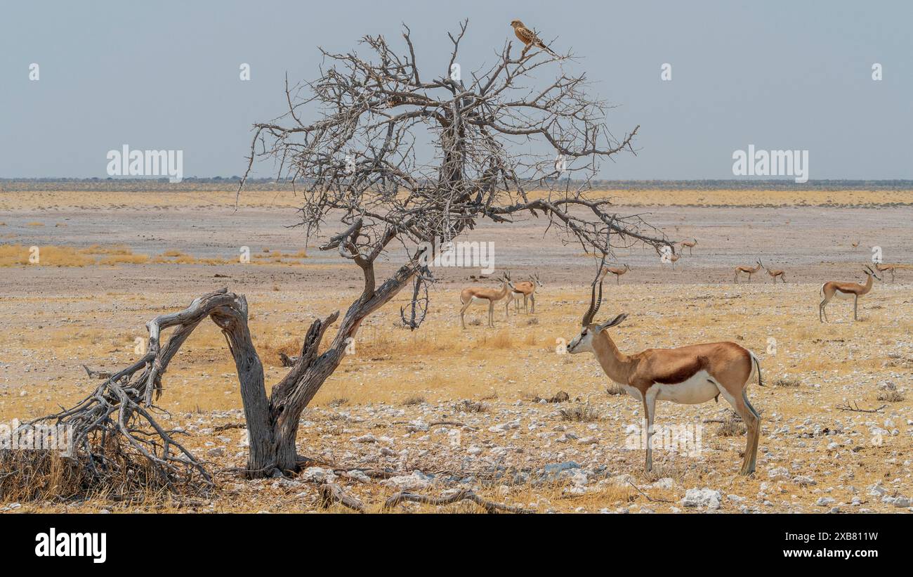Un springbok dans le parc national d'Etosha, Namibie Banque D'Images
