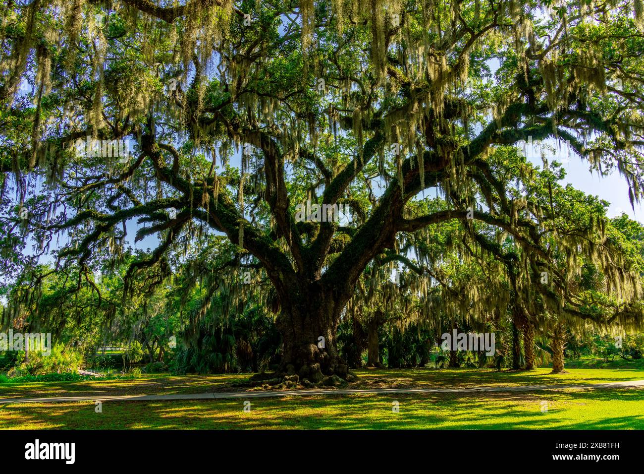 Impressionnants chênes dans le parc municipal de la Nouvelle-Orléans, Louisiane, États-Unis. Banque D'Images