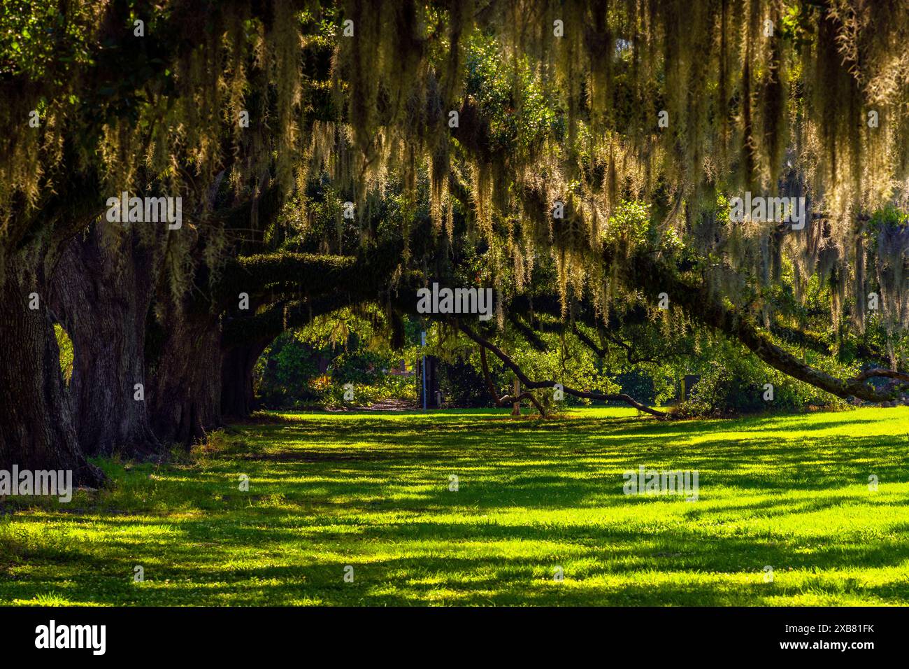 Impressionnants chênes dans le parc municipal de la Nouvelle-Orléans, Louisiane, États-Unis. Banque D'Images