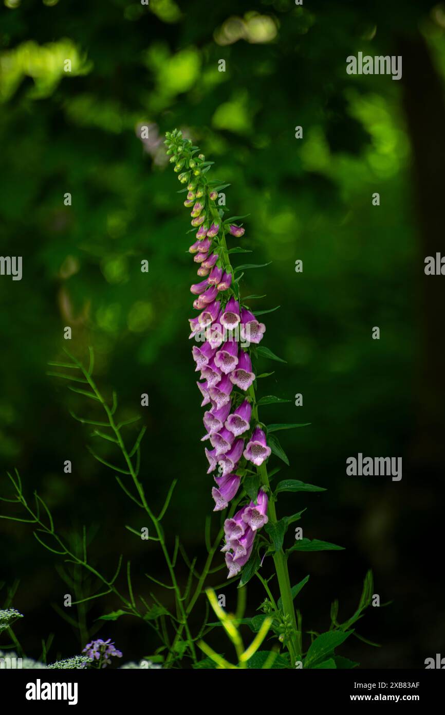 Fleur violette dans le jardin par arbre vert luxuriant Banque D'Images