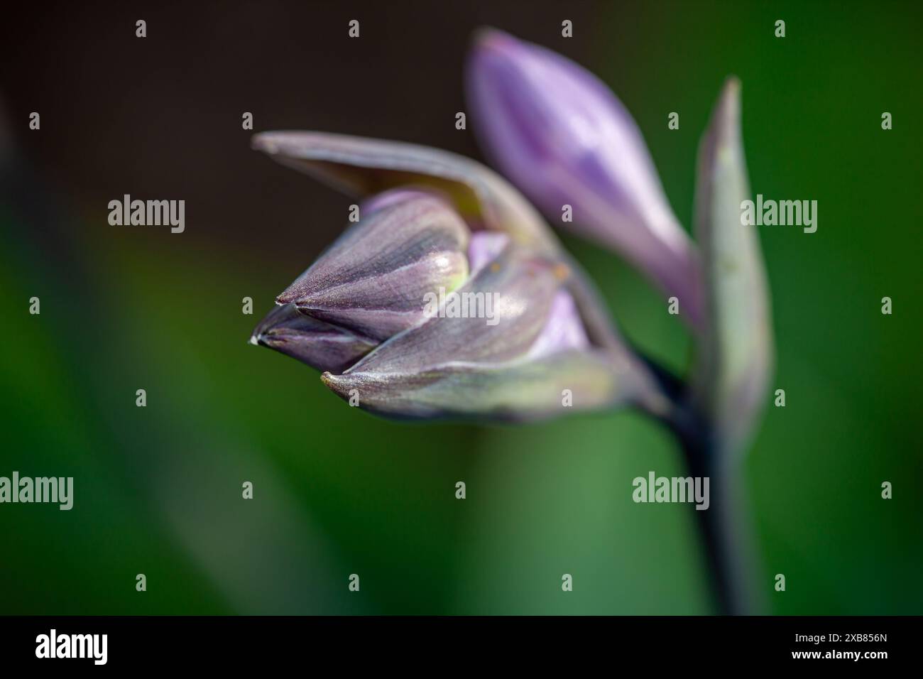 Gros plan d'un bourgeon d'un hosta ou d'un lis plantain (asparagaceae) peu avant la floraison avec un fond flou Banque D'Images