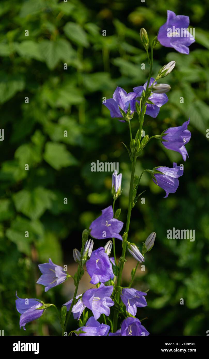 Fleurs bleues de chellflower en pleine floraison au soleil avec des feuilles vertes dans un fond flou Banque D'Images