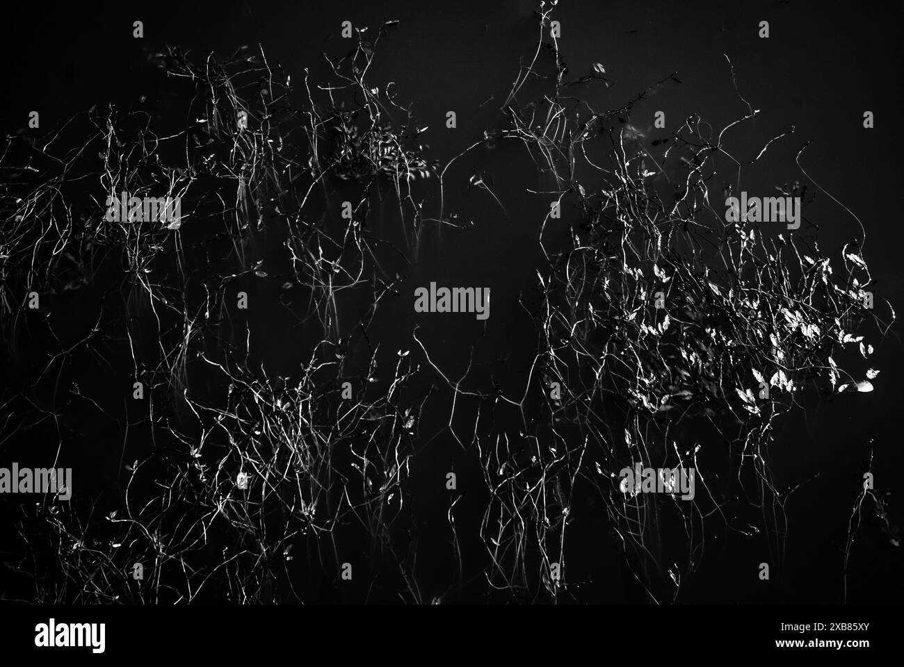 Image monochrome d'un buisson avec une lampe lointaine Banque D'Images