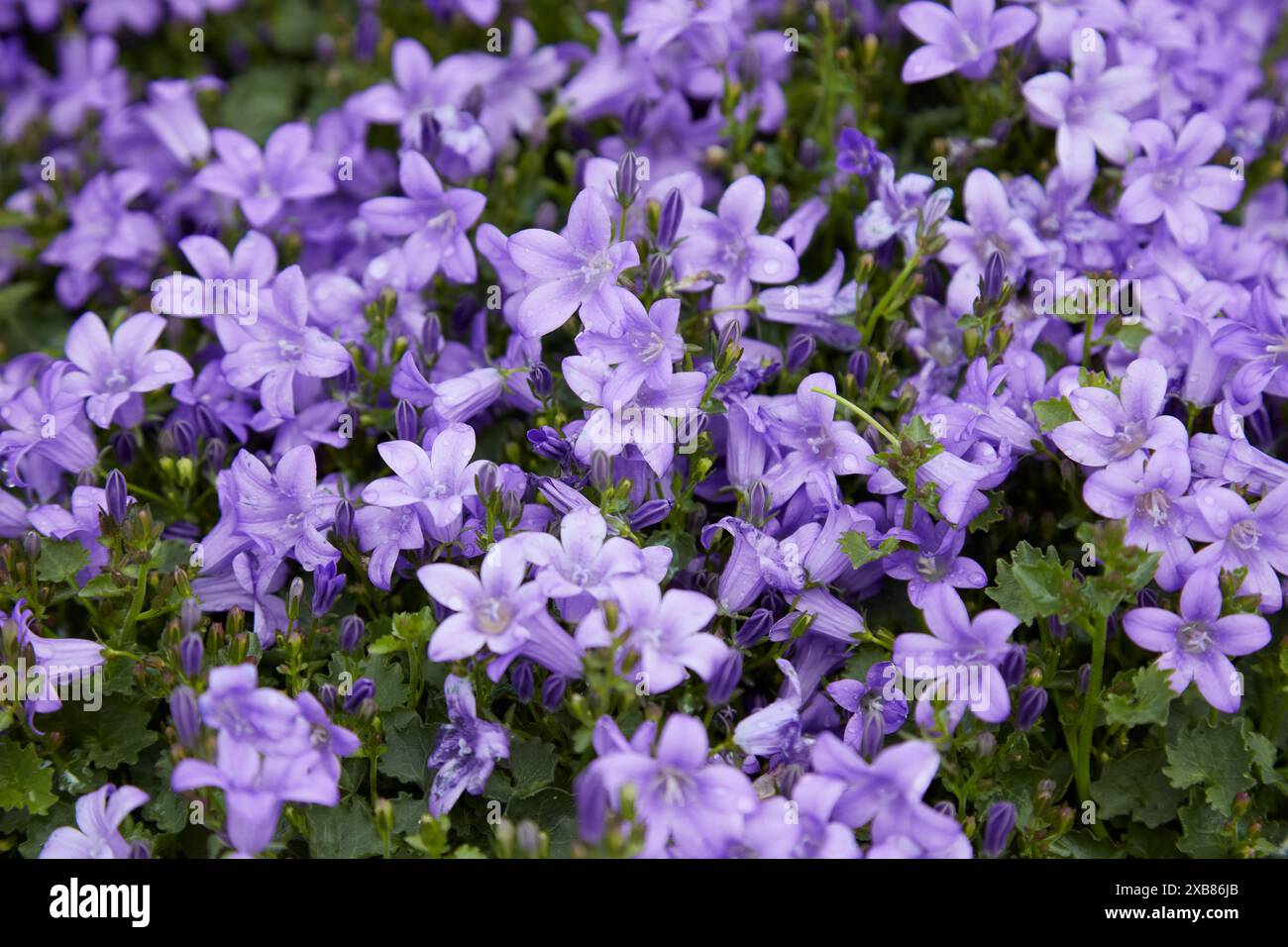 Campanula trachelium, chellflower avec fond de texture de fleurs violettes Banque D'Images