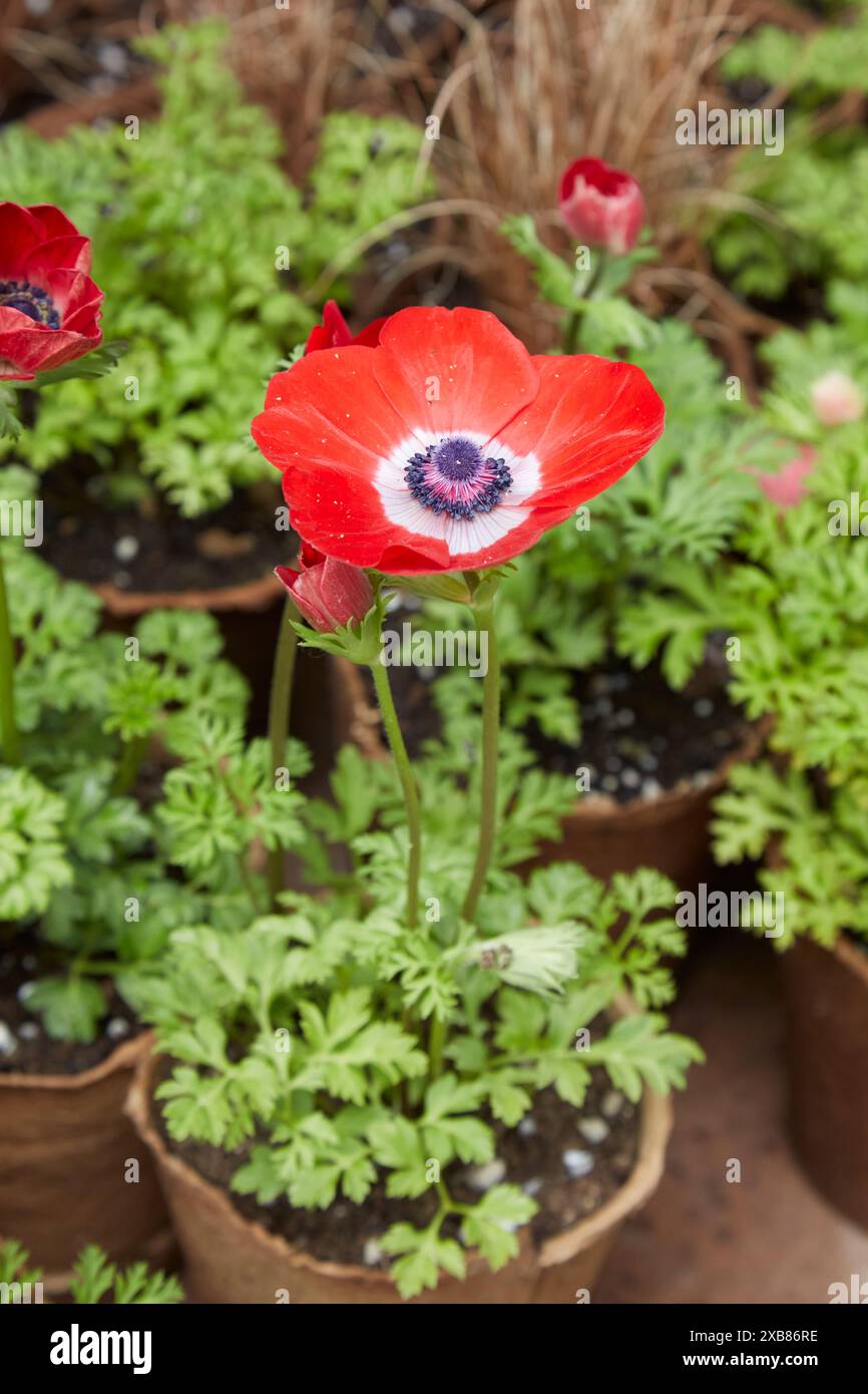 Anémone Coronaria Hollandia avec fleur rouge et feuilles vertes dans le vase Banque D'Images