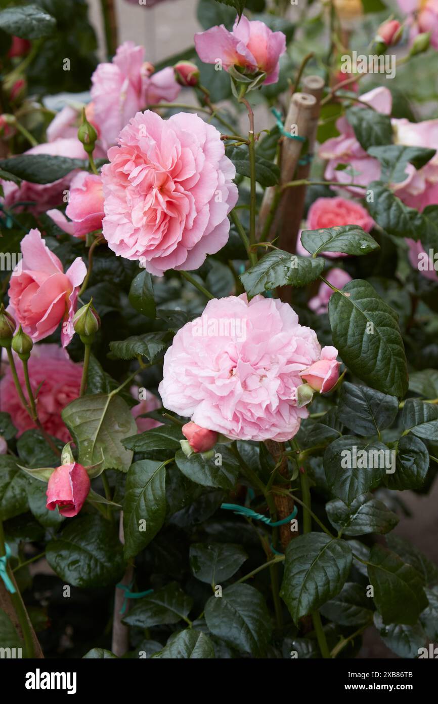 Rosa Strawberry Hill Ausrimini, rose anglaise avec des fleurs roses Banque D'Images