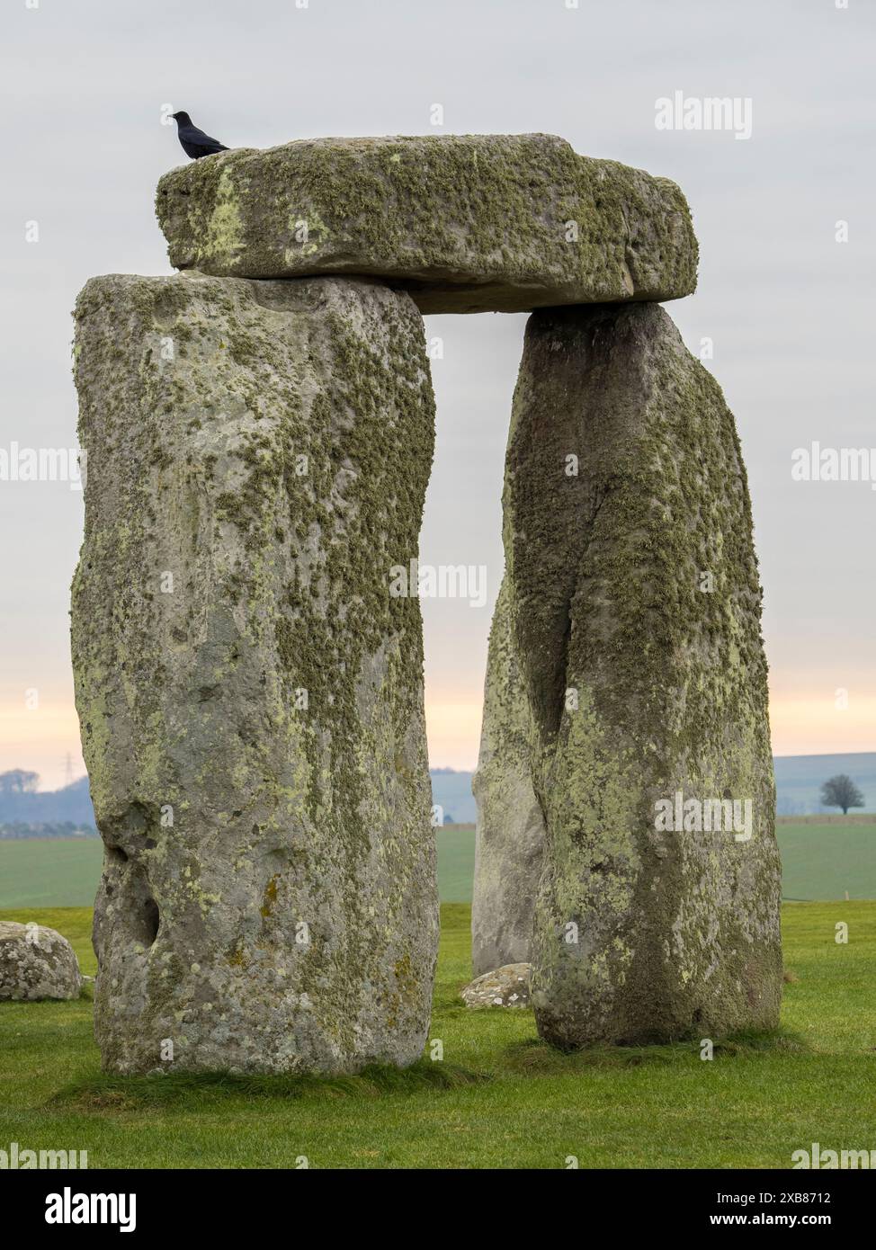 Oiseau assis sur le linteau, Stonehenge, Stone Circle, Salisbury plane, Wiltshire, Angleterre, Royaume-Uni, GB. Banque D'Images