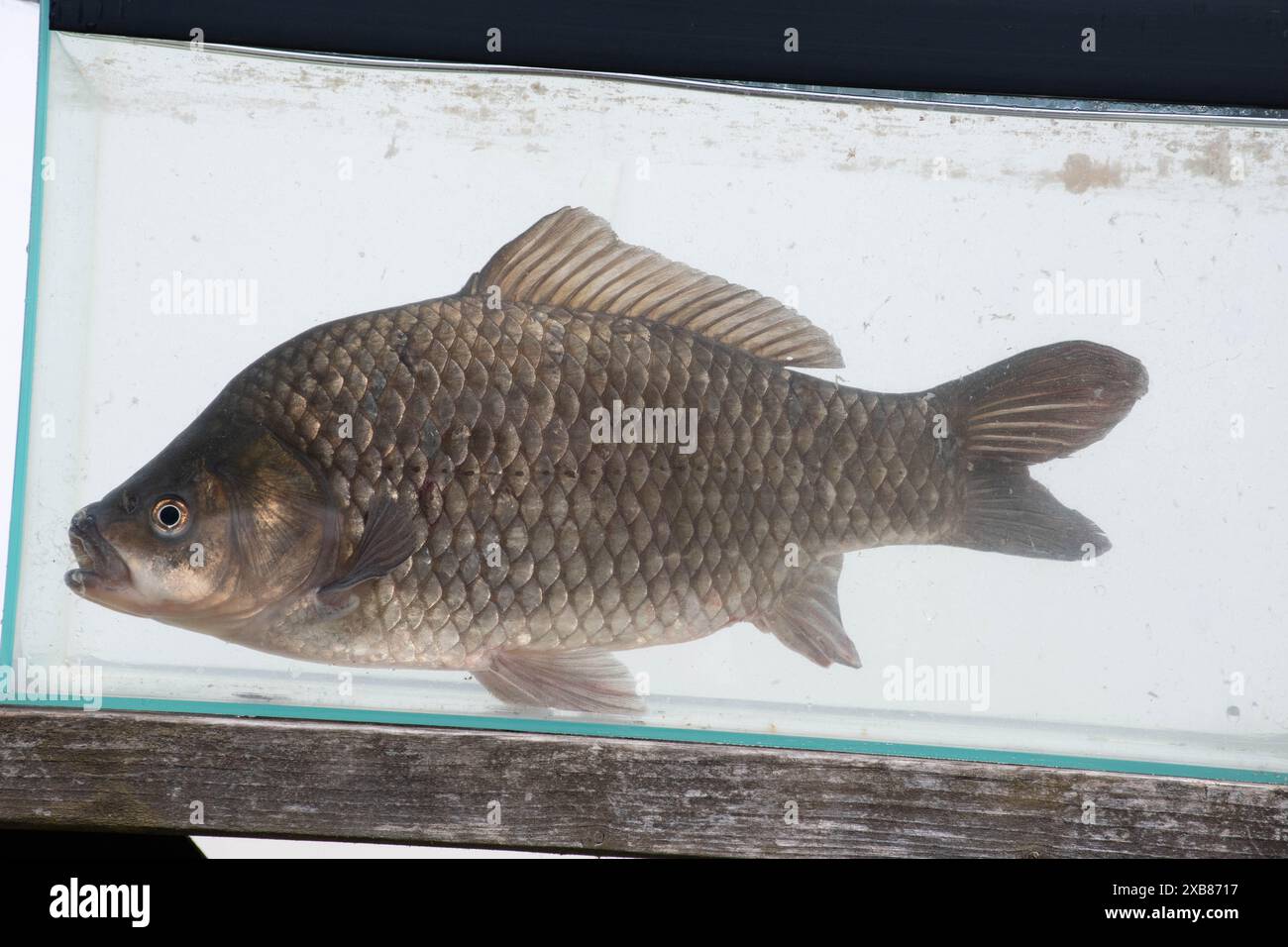Carpe prussienne trouvée dans un lac anglais Banque D'Images