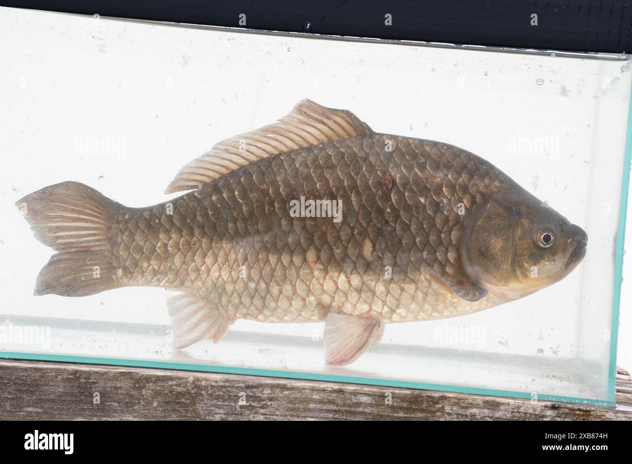 Carpe prussienne trouvée dans un lac anglais Banque D'Images