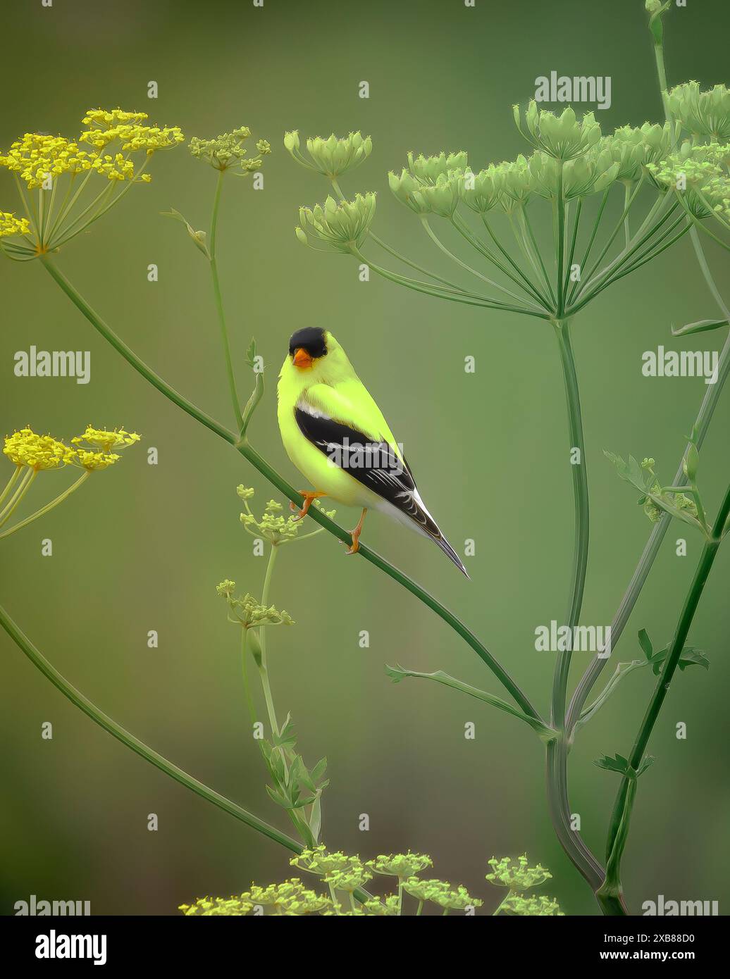 Un oiseau perché sur des branches d'arbre entouré de mauvaises herbes Banque D'Images