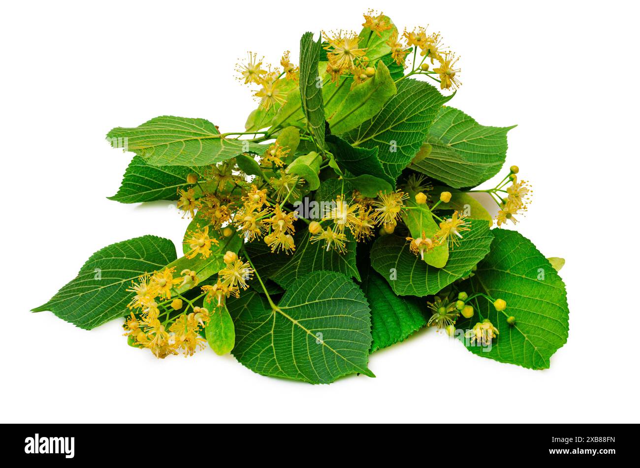 Feuilles et fruits d'un tilleul à grandes feuilles (Tilia platyphyllos) sur fond blanc Banque D'Images