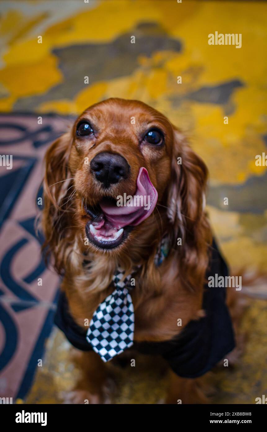 Un chien en cravate sur un tapis Banque D'Images