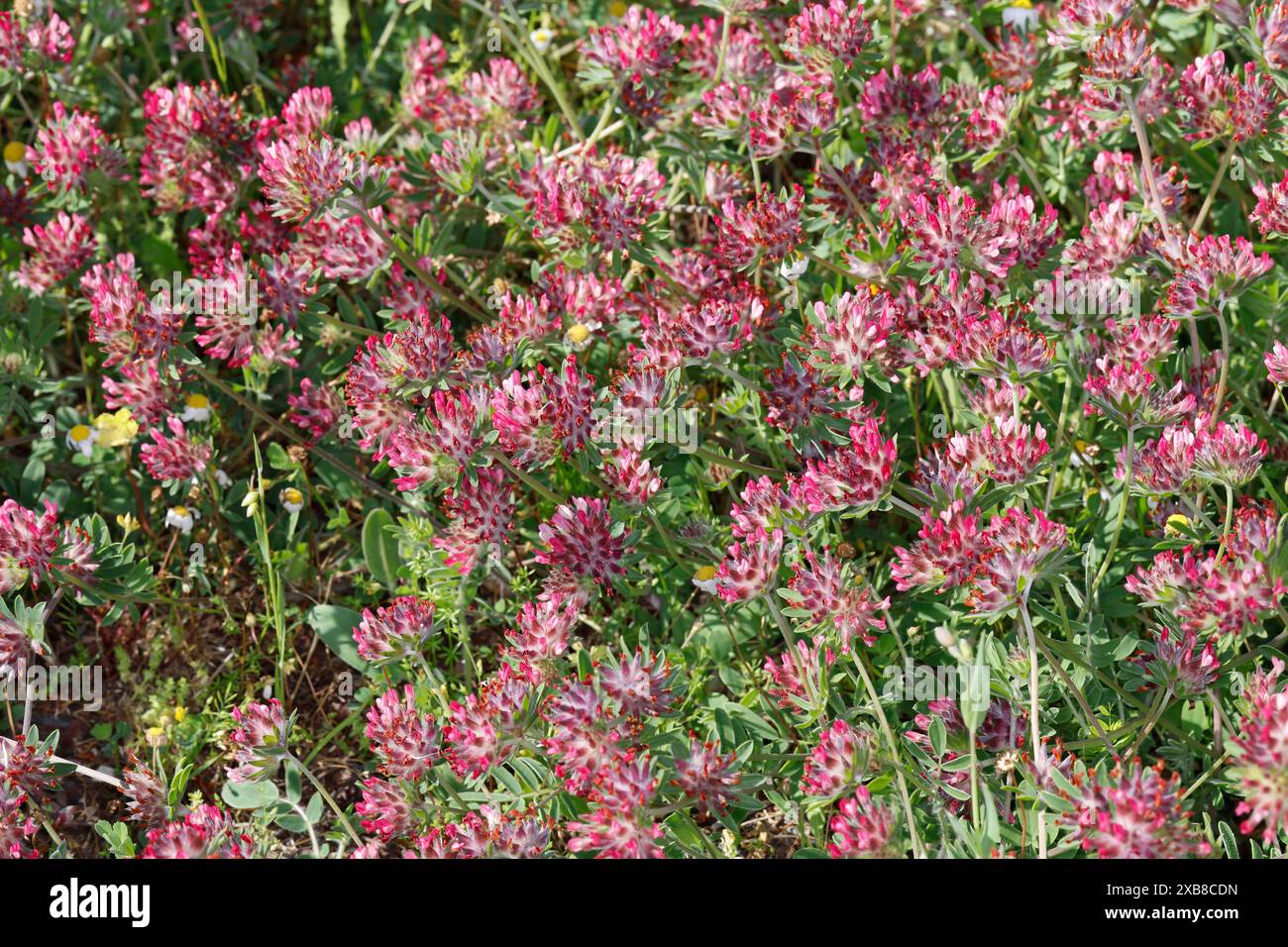Roter Wundklee, Wundklee, Anthyllis Vulneraria rubrique flora, Anthyllis Vulneraria ssp. Rubrique flore, Anthyllis Vulneraria, Vetch de rein rouge, Anthyllide à Banque D'Images