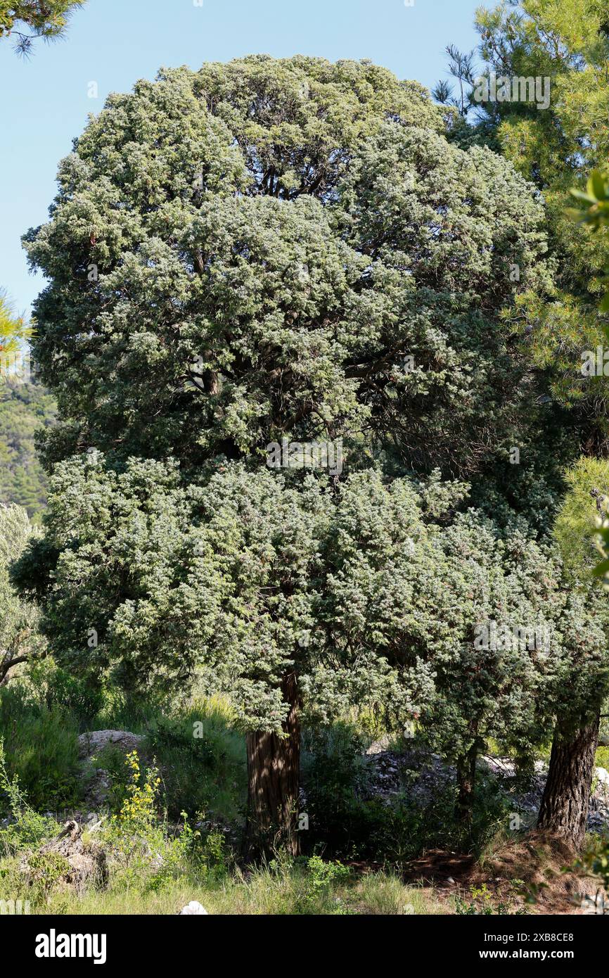 Plante de cade Banque de photographies et d'images  haute rsolution -  Alamy