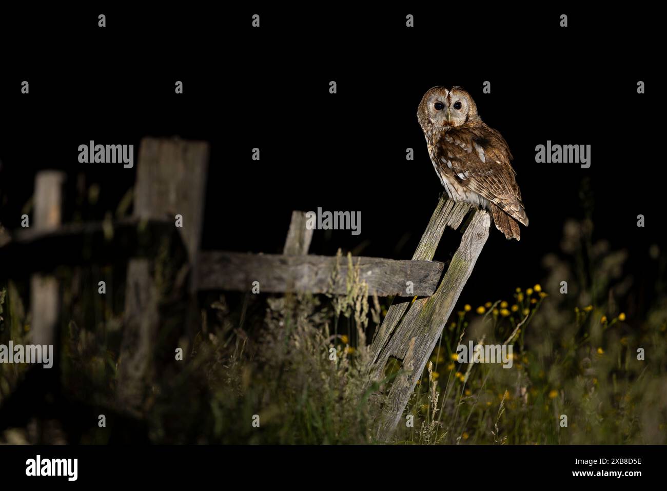 Hibou Tawny perché la nuit Banque D'Images