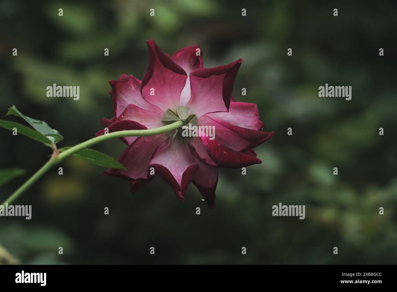 caractéristique pour la floraison rose avec couleur pour rose, rouge, orange, Banque D'Images