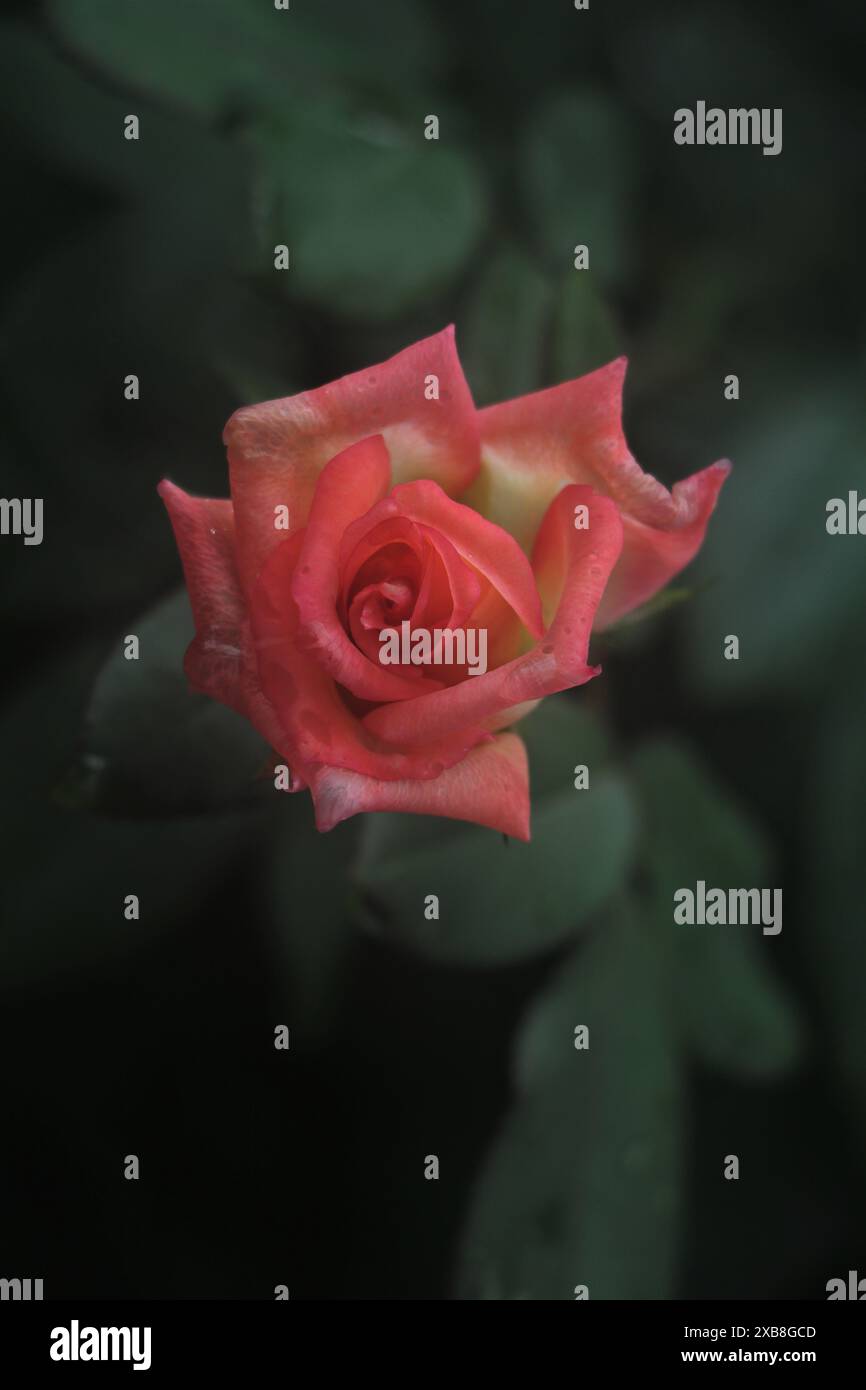 caractéristique pour la floraison rose avec couleur pour blanc, rose, orange Banque D'Images