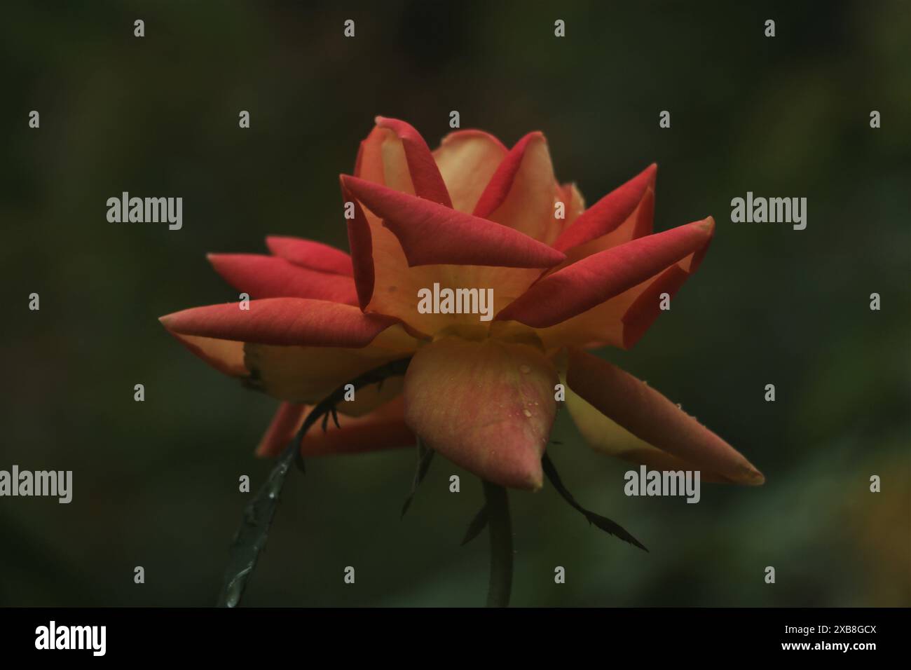 caractéristique pour la floraison rose avec couleur pour rose, rouge, orange, Banque D'Images