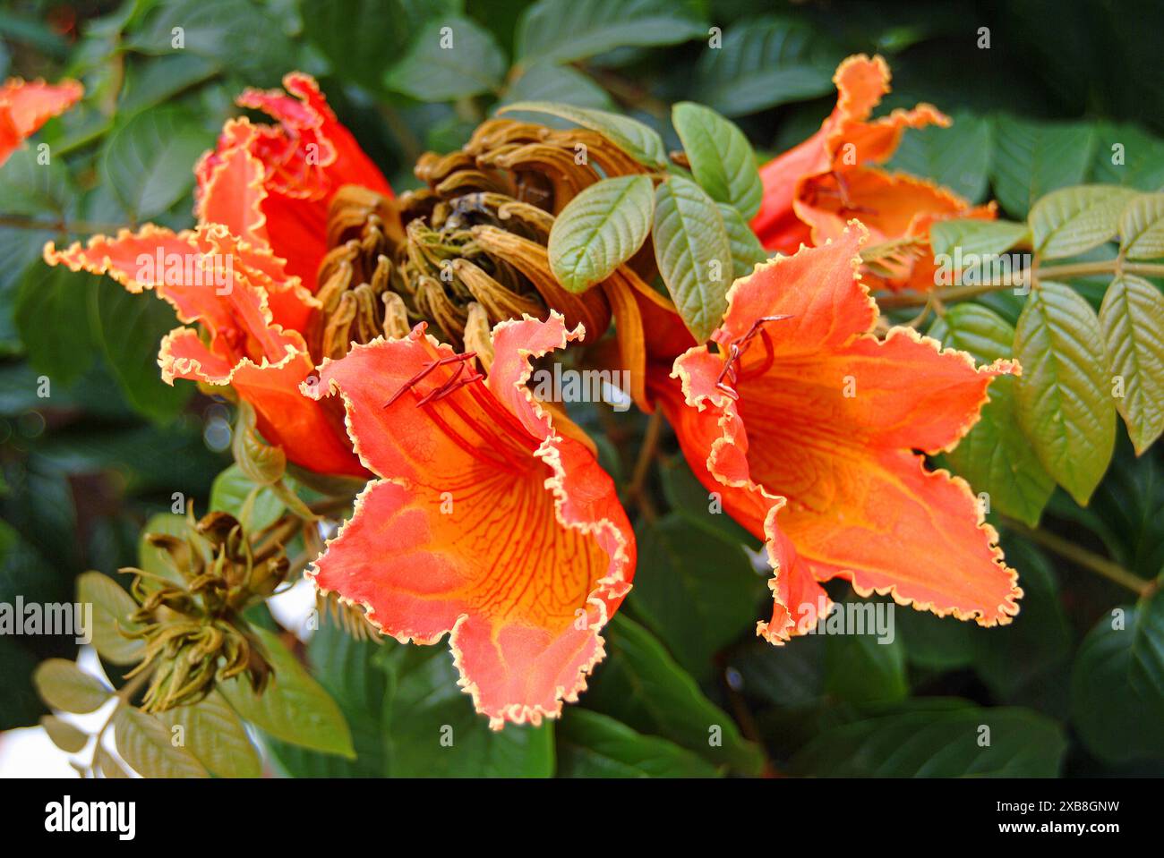 Botanique, fleurs de Spathodea campanulata (tulipe africaine), SUPPLÉMENT-DROITS-AUTORISATION-INFO-NON-DISPONIBLE Banque D'Images