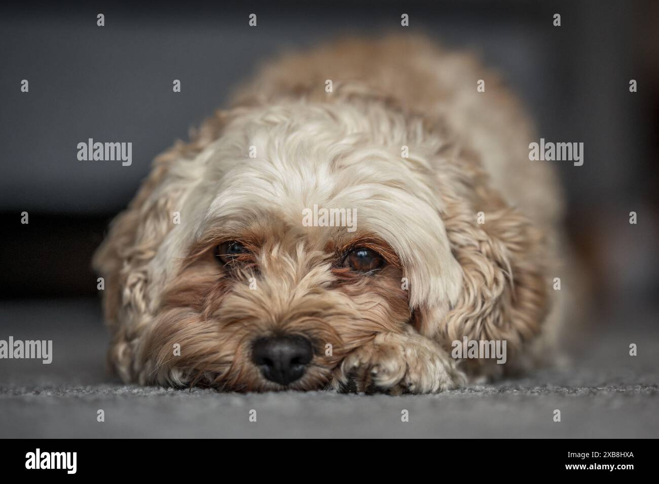 Mignon Cavapoochon allongé sur le sol, regardant directement vers la caméra Banque D'Images