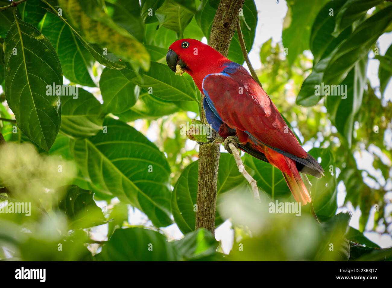 Eclectus de Papou, eclectus à faces rouges ou eclectus de Nouvelle-Guinée, Eclectus roratus, Raja Ampat Biodiversity nature Resort, Waigeo, Raja Ampat, Papouasie occidentale Banque D'Images