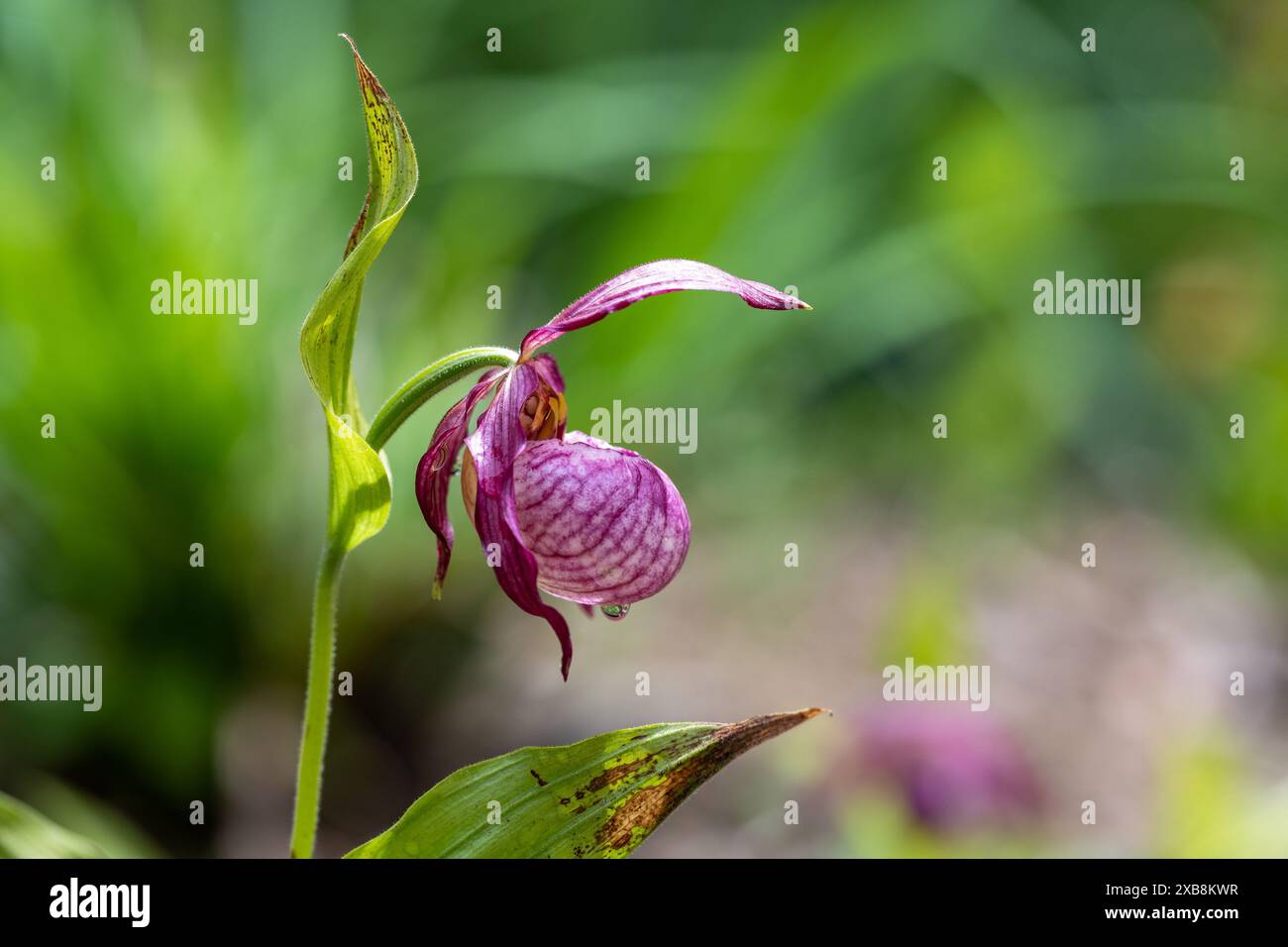 Botanique, orchidée, PRUDENCE ! POUR GREETINGCARD-USE / POSTCARD-USE DANS LES PAYS GERMANOPHONES, CERTAINES RESTRICTIONS PEUVENT S'APPLIQUER Banque D'Images