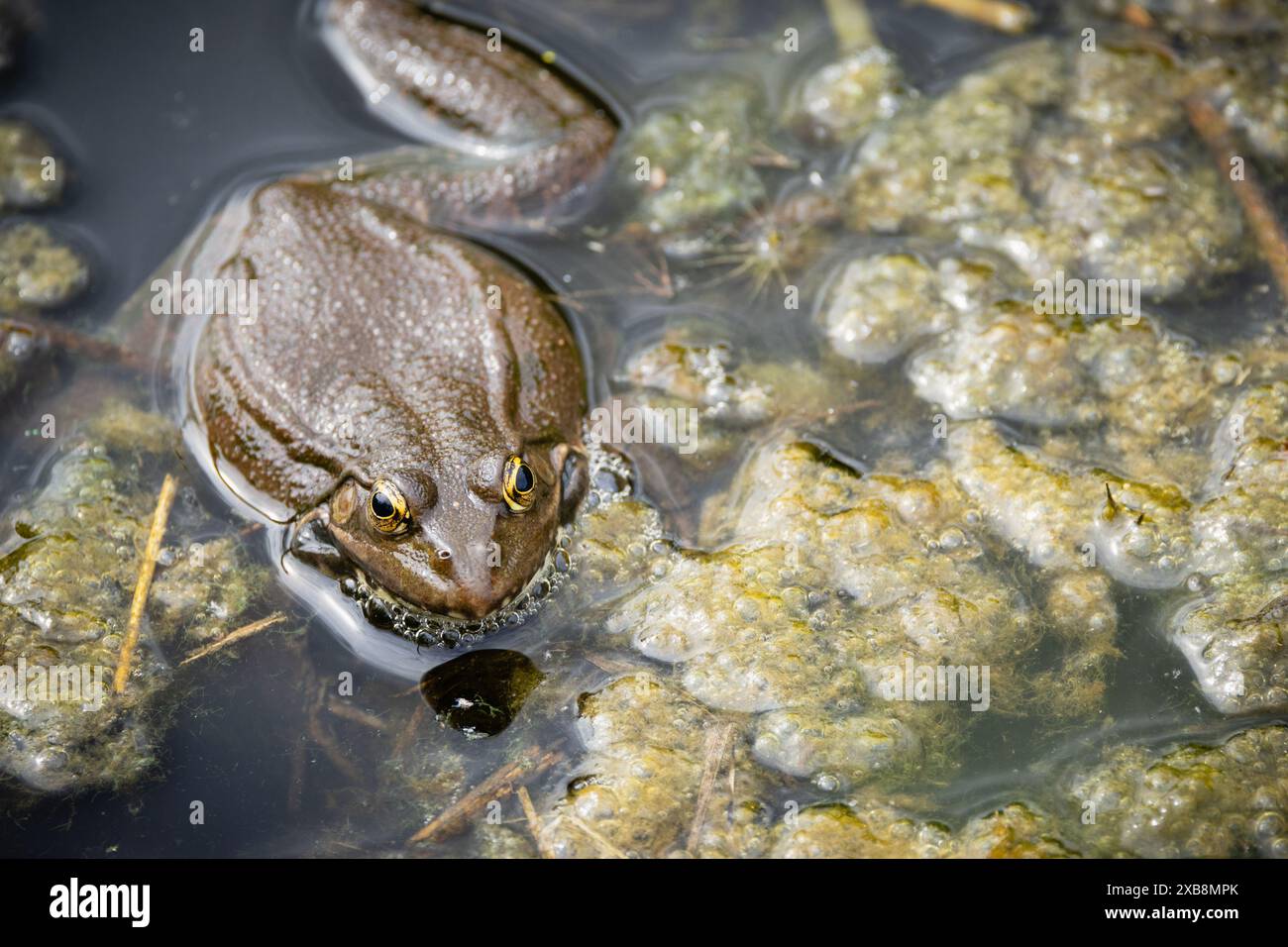 Une grenouille brun foncé immergée dans l'eau avec un fond recouvert d'algues Banque D'Images