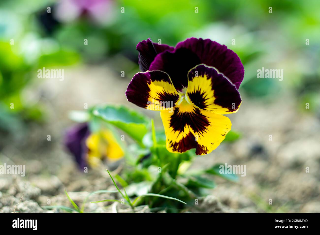 Les pansies fleurissent toute l'année mais sont particulièrement utiles en hiver lorsque peu d'autres fleurs sont en fleurs. Pansy est une plusieurs violettes cultivées populaires de la Banque D'Images