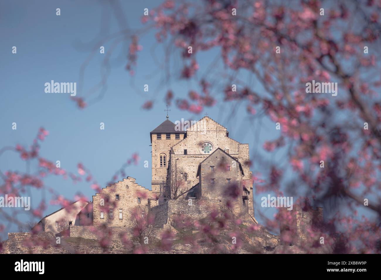 La basilique historique de Valère au printemps encadrée par des fleurs de cerisiers roses à Sion Banque D'Images