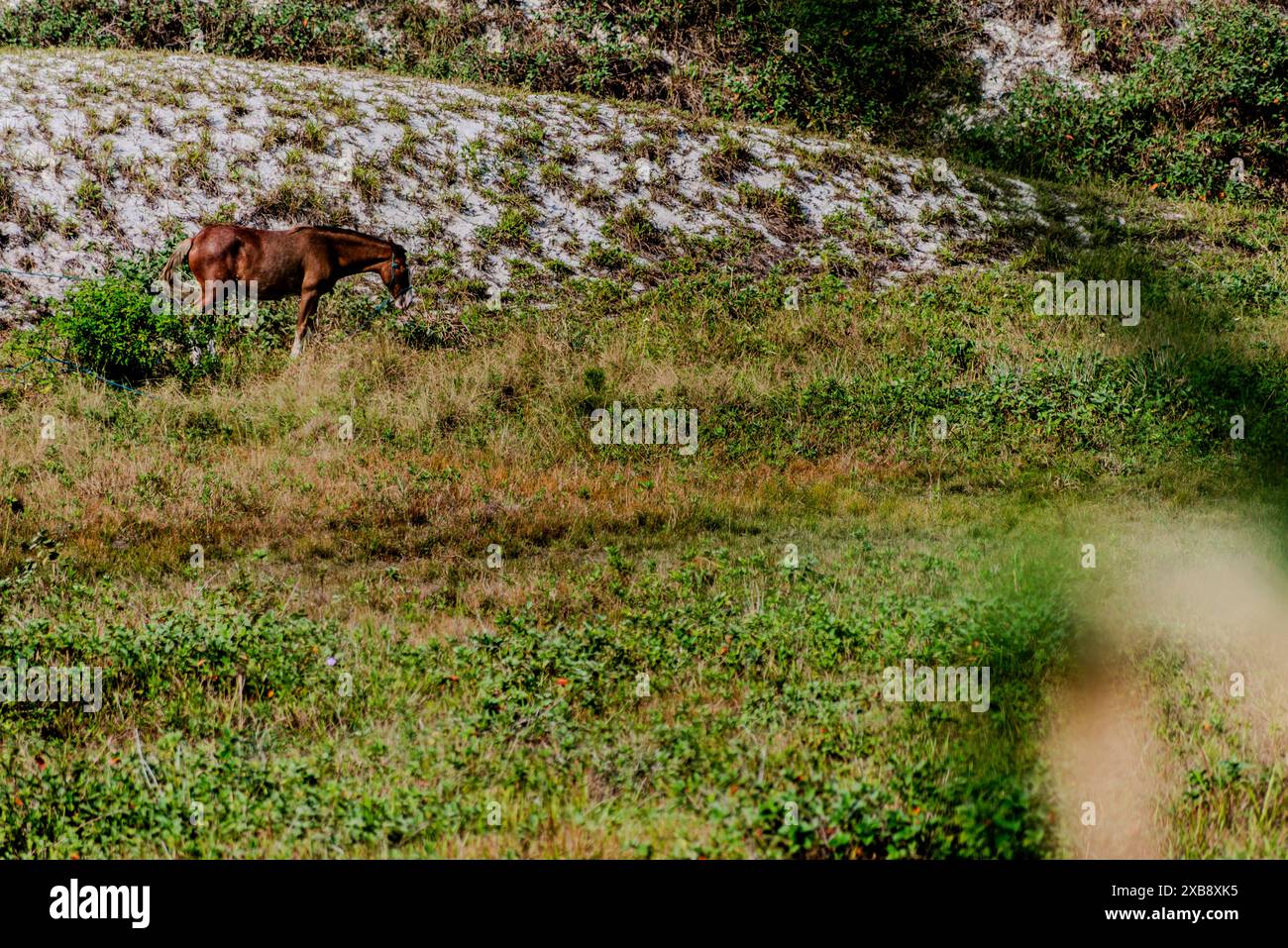 Un jeune cheval brun debout dans un pâturage vert Banque D'Images