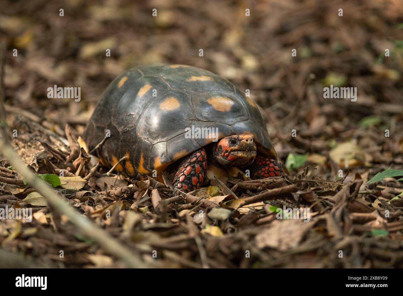 Tortue sauvage à pieds rouges (Chelonoidis carbonaria) du Nord du Pantanal, Brésil Banque D'Images