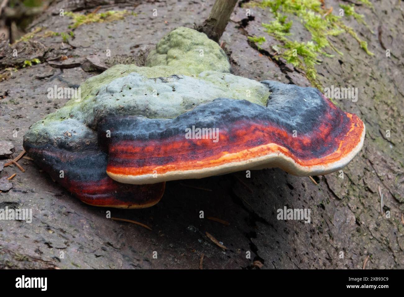 Red-Belted Conk, un champignon de pourriture de la tige Banque D'Images