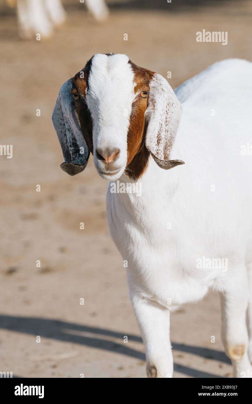 Gros plan vertical d'une chèvre dans une ferme Banque D'Images