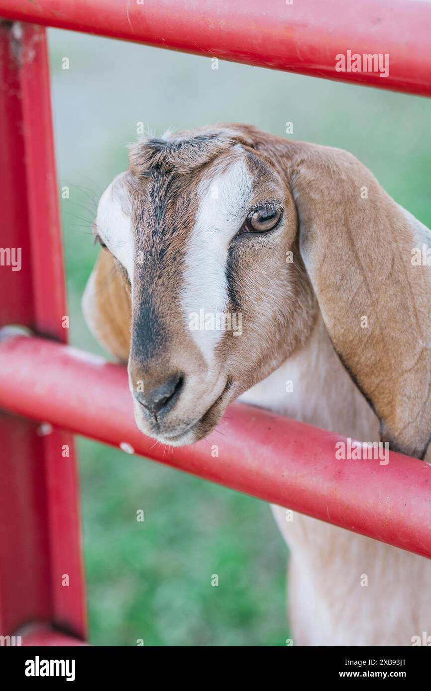 Gros plan vertical d'une chèvre dans une ferme Banque D'Images