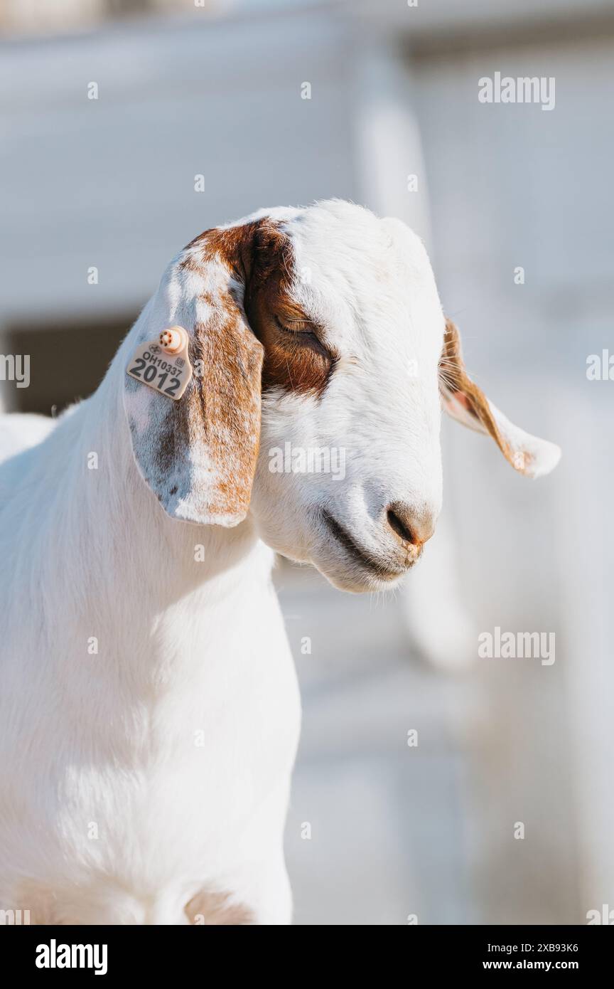 Gros plan vertical d'une chèvre dans une ferme Banque D'Images