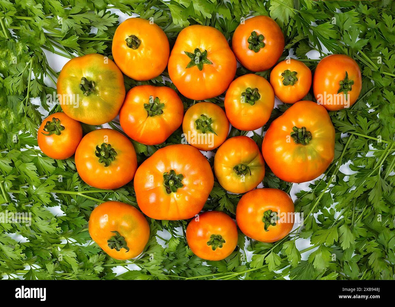 pour un livre culinaire, les tomates maison sont sur le persil, les tomates rouges sur le persil vert, Banque D'Images