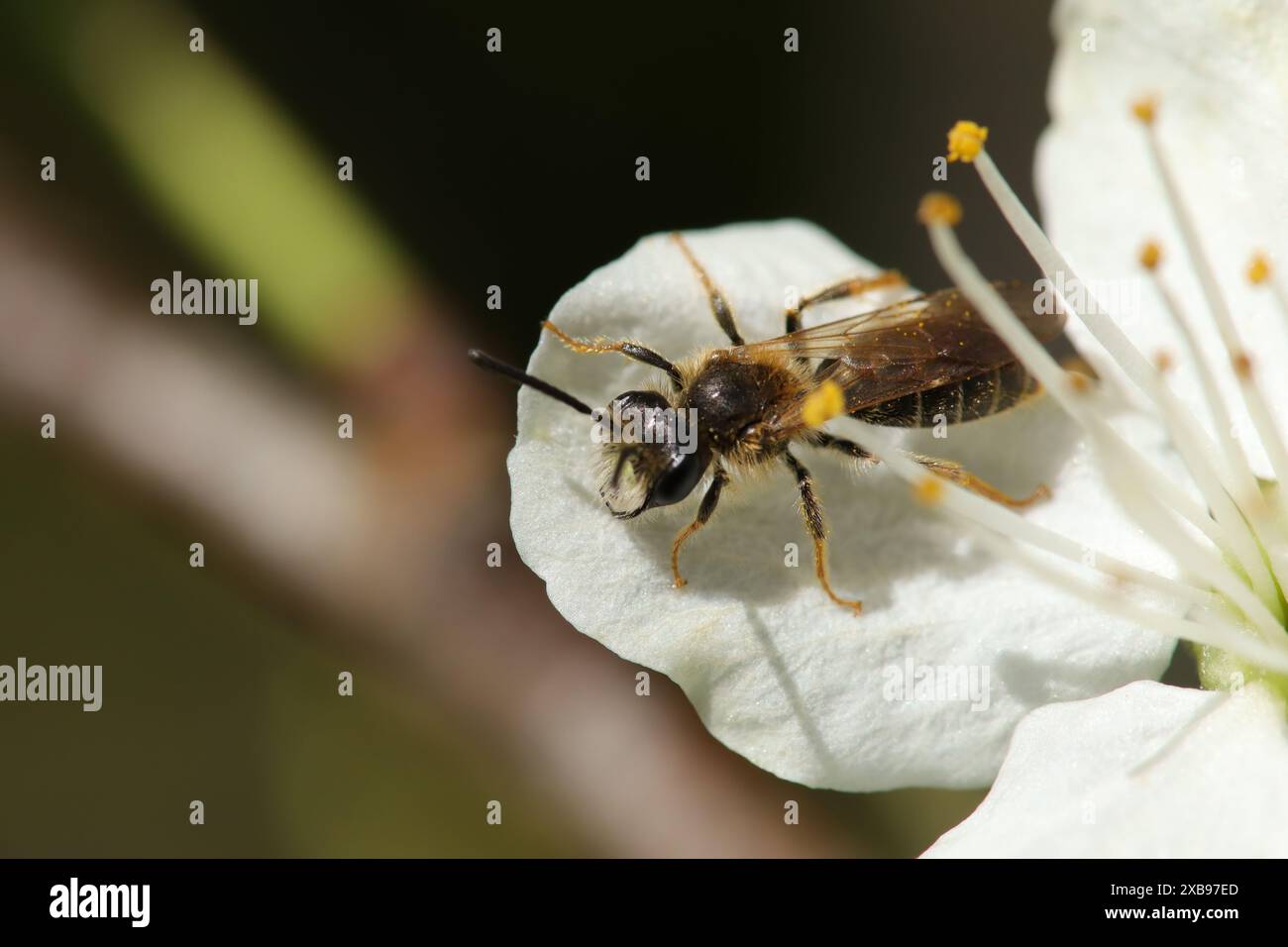 Andrène pattes d'Or (Andrena chrysosceles) Andrena chrysosceles dans son élément naturel Banque D'Images