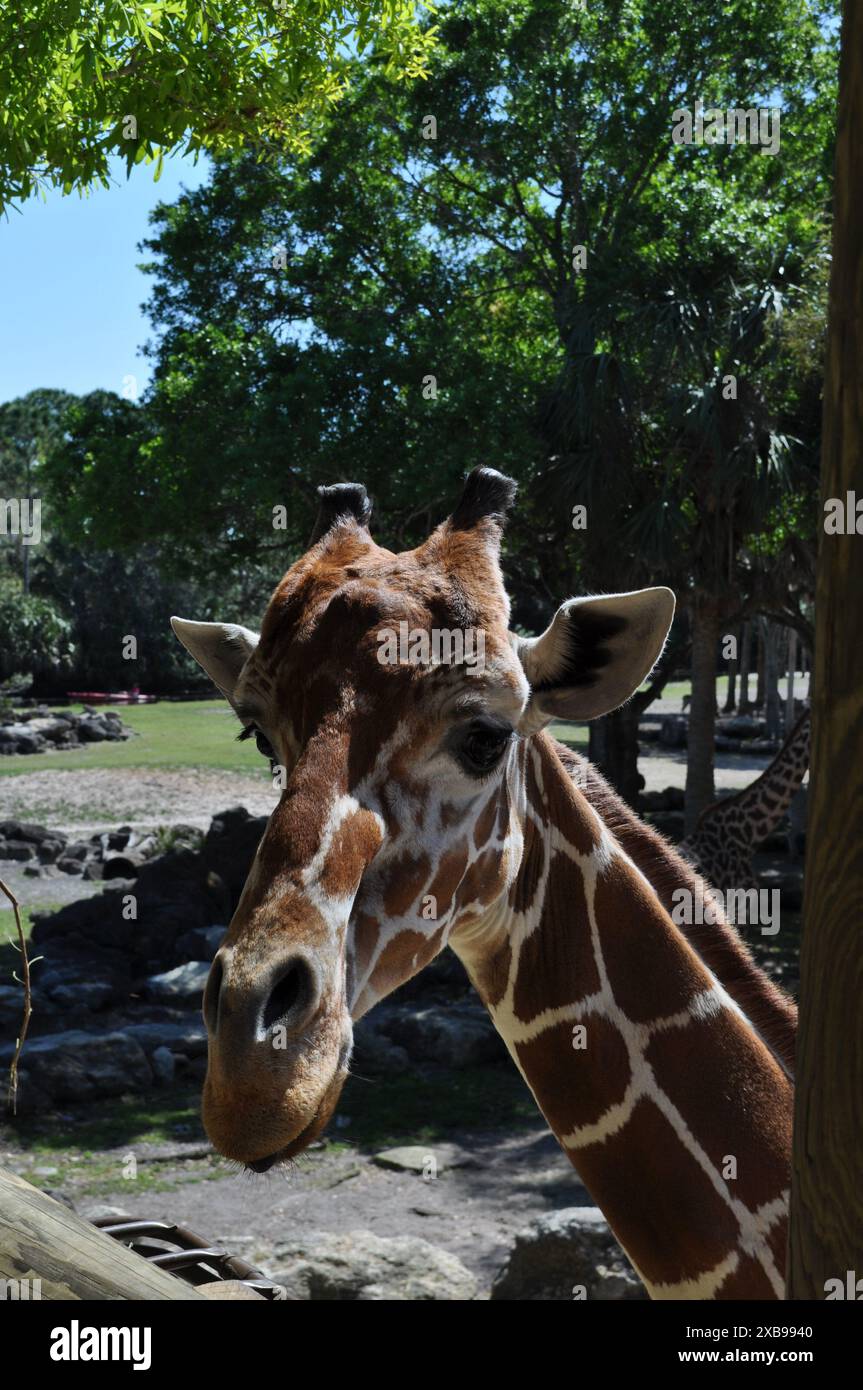 Une girafe sympathique face à la caméra attendant d'être nourrie au zoo de Brevard à Melbourne en Floride par une journée ensoleillée Banque D'Images