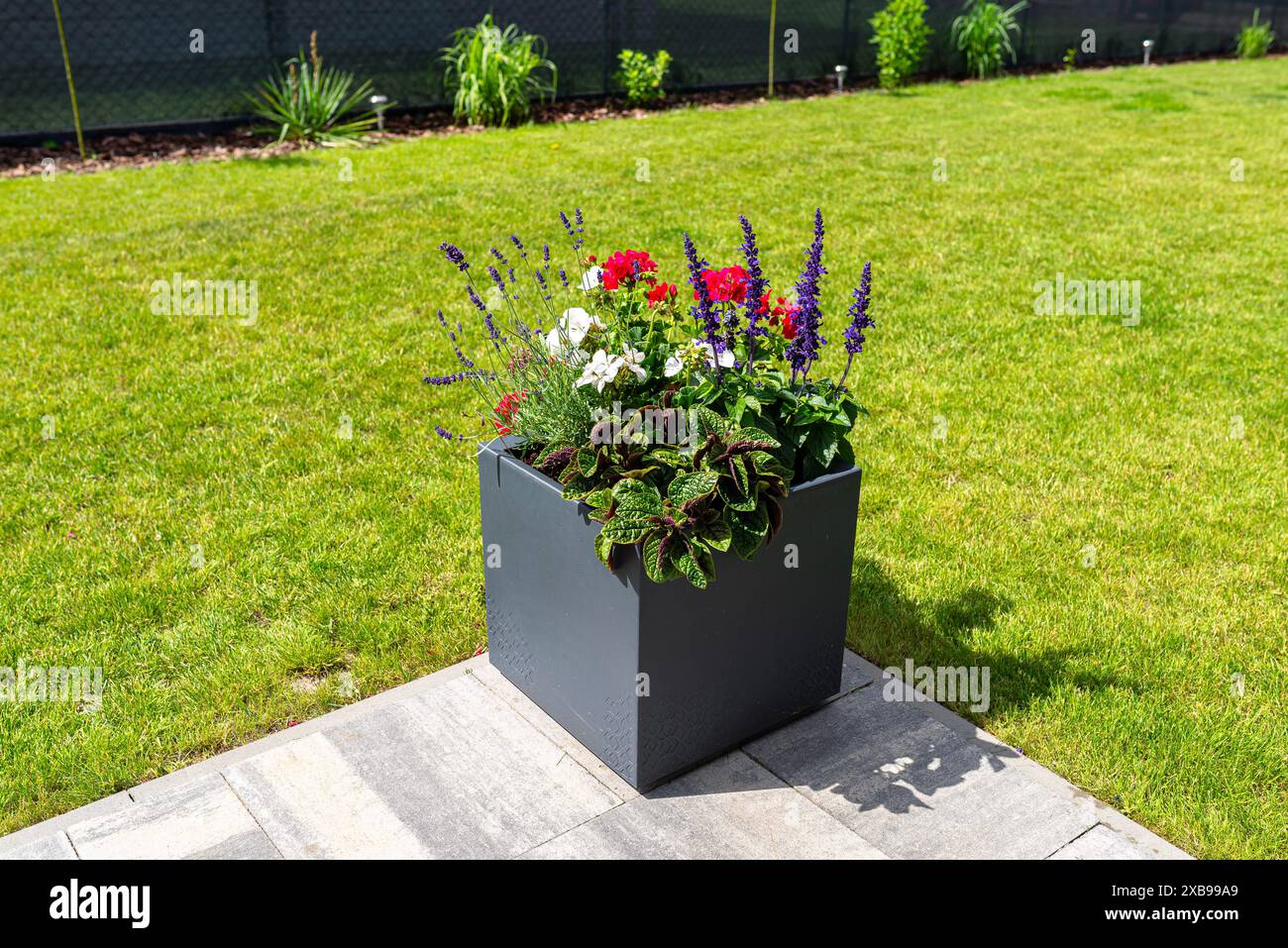 Diverses fleurs debout sur la terrasse dans un grand pot sur roues, pelouse en arrière-plan. Banque D'Images