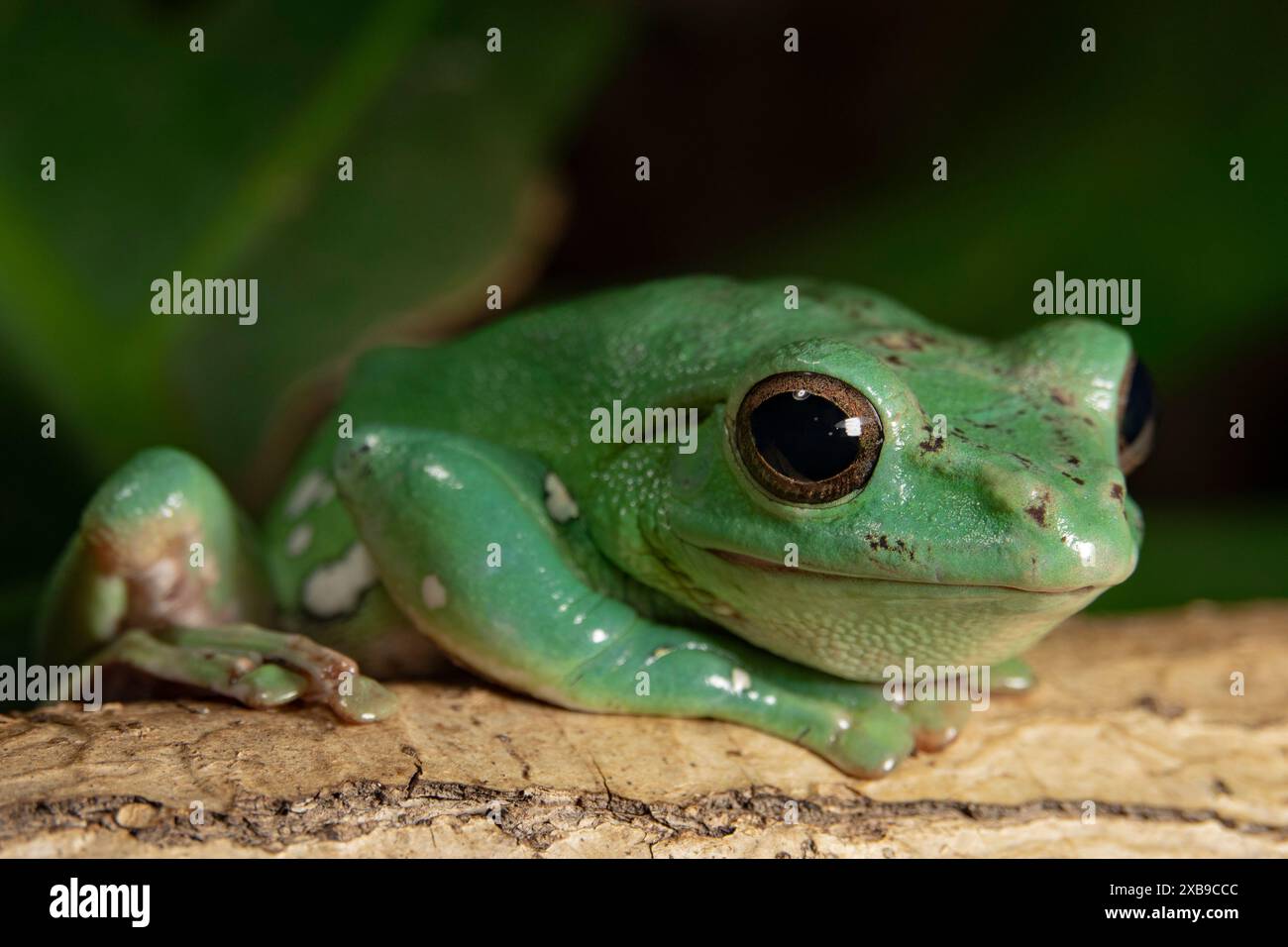 Grenouille volante chinoise assise. (Racophora dennisi). Banque D'Images