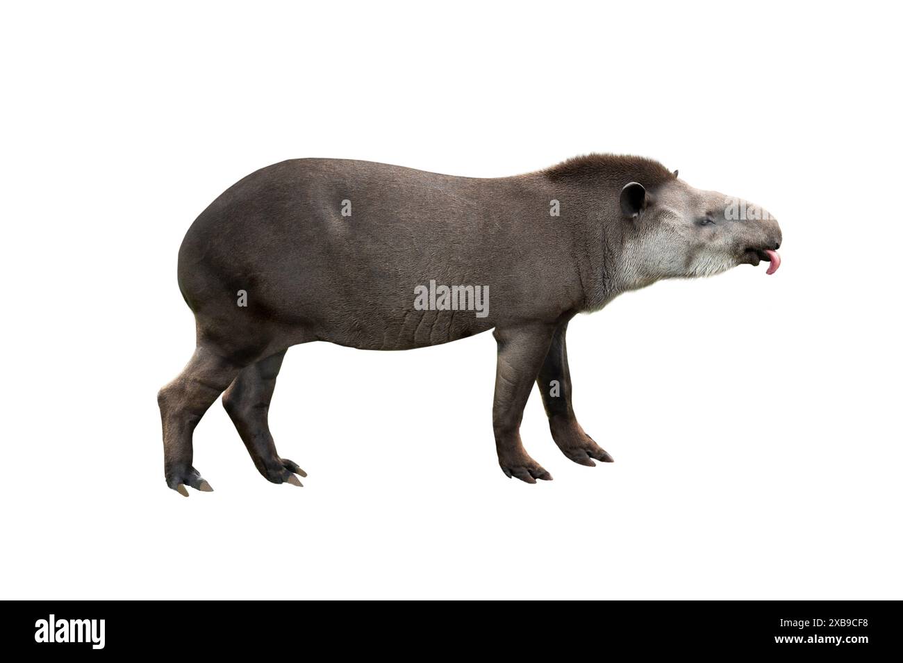 tapirus avec sa langue suspendue sur un fond blanc Banque D'Images