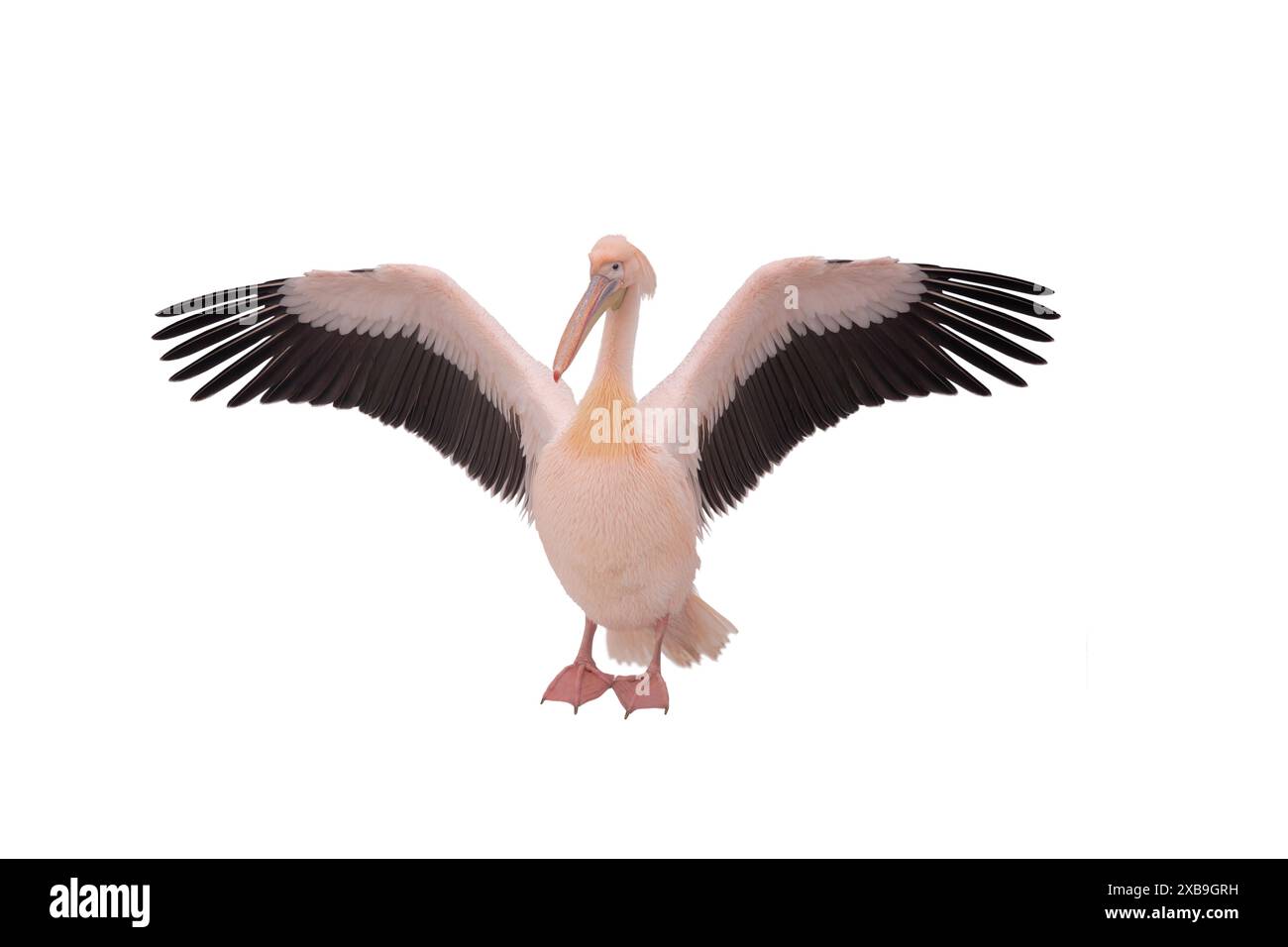 Pélican rose avec ailes relevées isolé sur fond blanc Banque D'Images