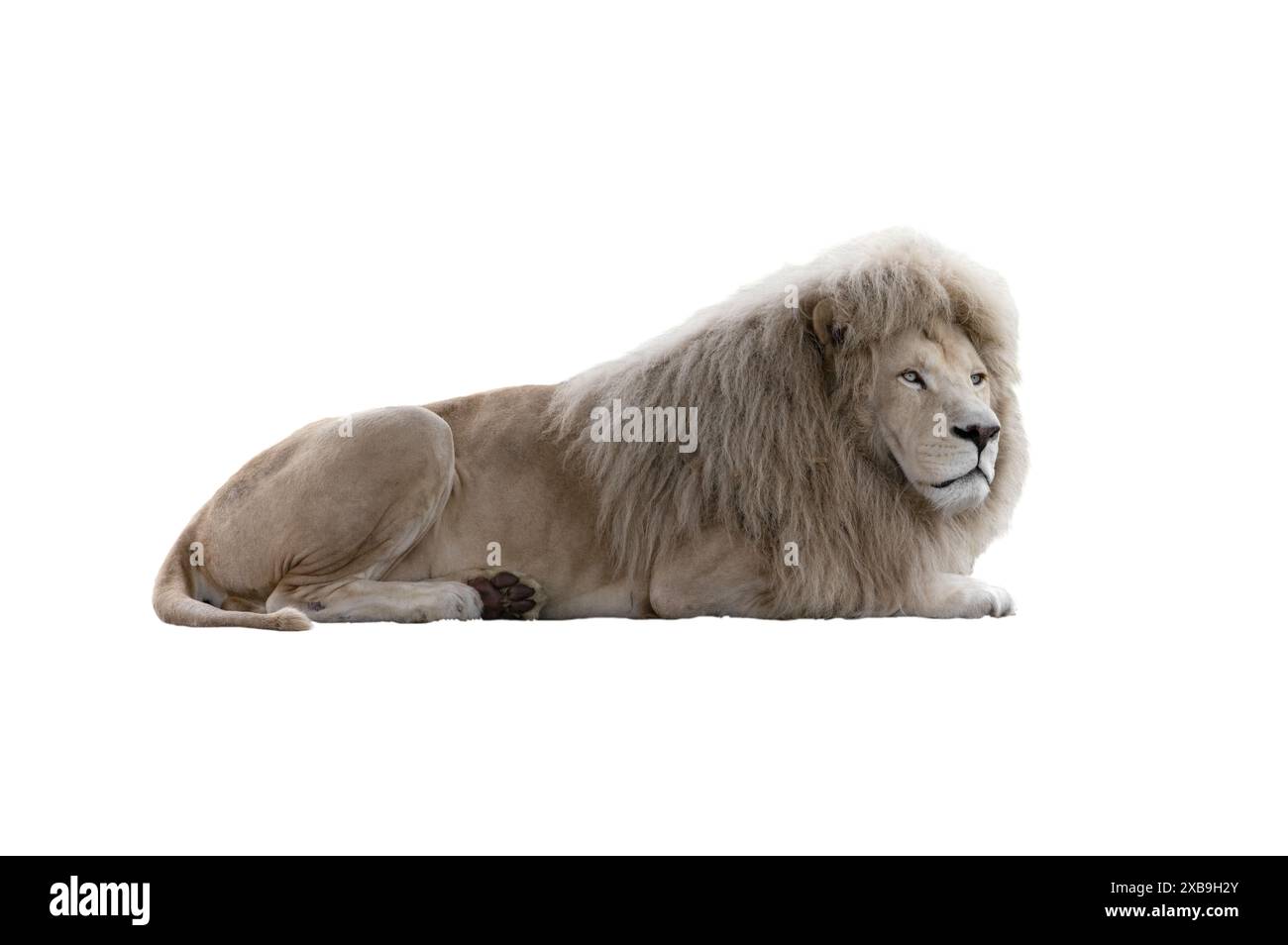 lion couché blanc isolé sur fond blanc Banque D'Images