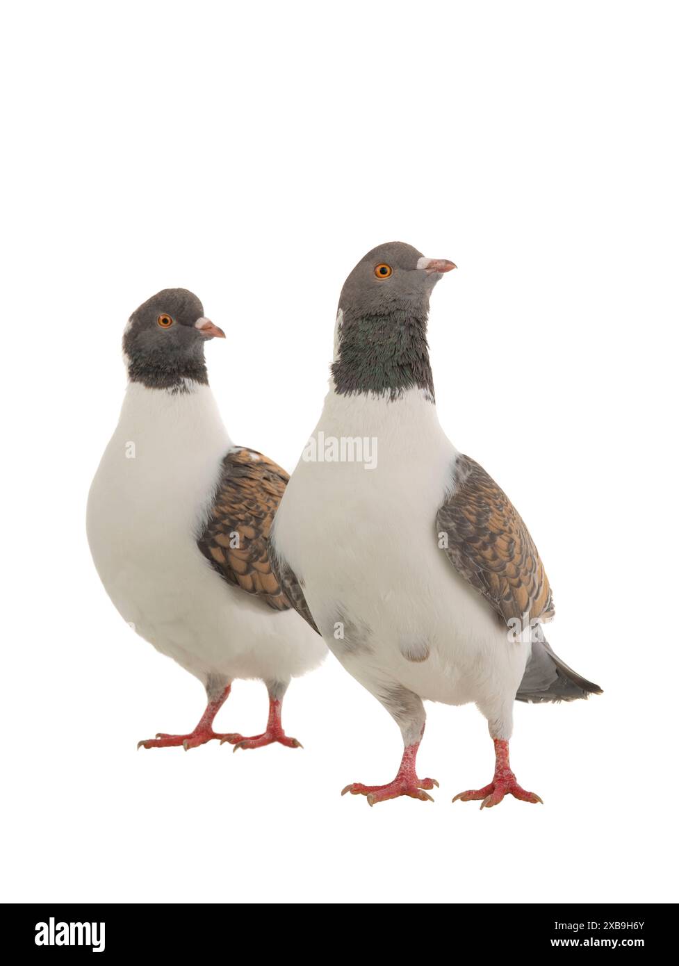 deux pigeons allemands de modène isolés sur fond blanc Banque D'Images deux pigeons allemands de modène isolés sur fond blanc Banque D'Images