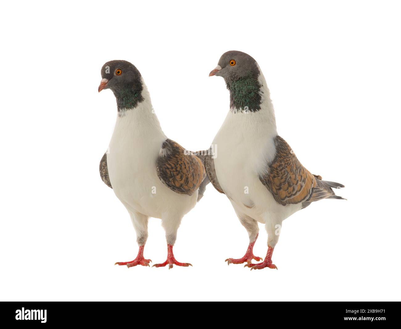 deux pigeons allemands de modène isolés sur fond blanc Banque D'Images deux pigeons allemands de modène isolés sur fond blanc Banque D'Images